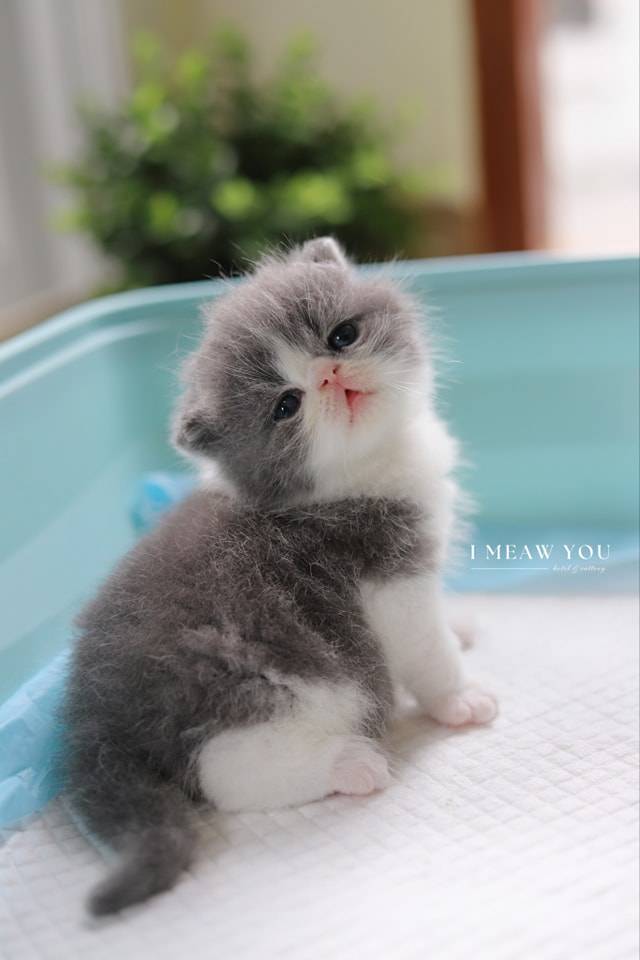 Exotic kitten