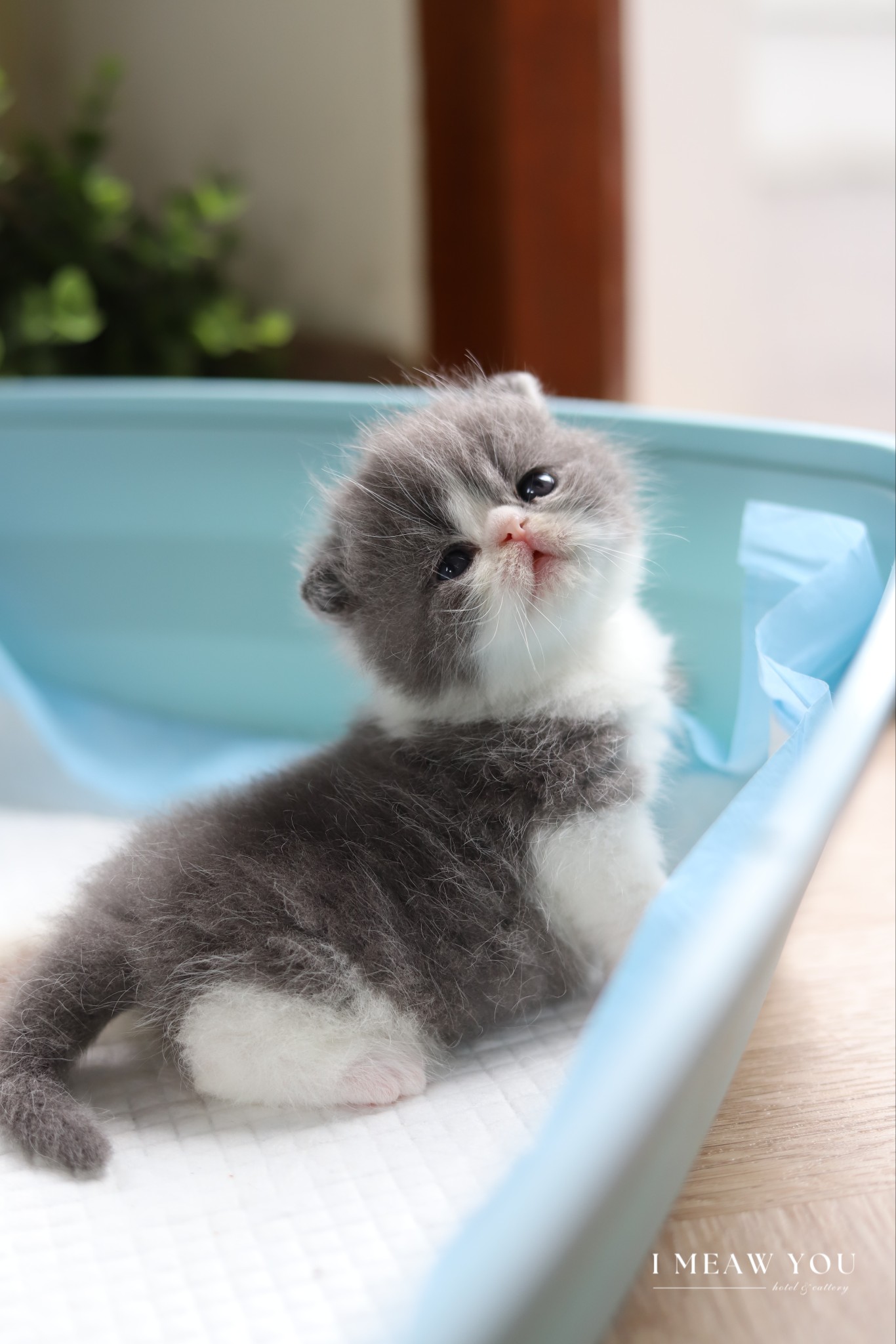 Exotic kitten