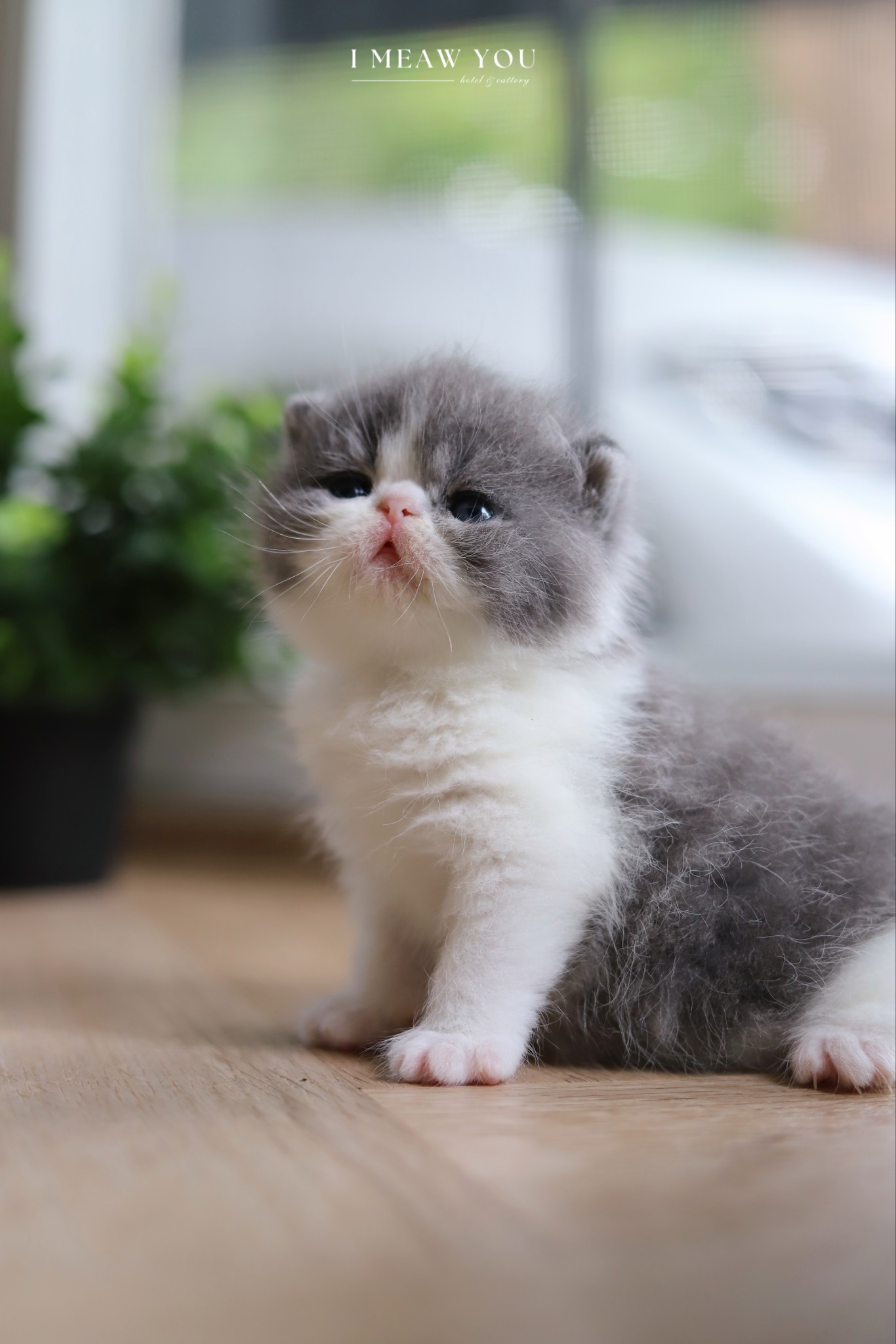 Exotic kitten