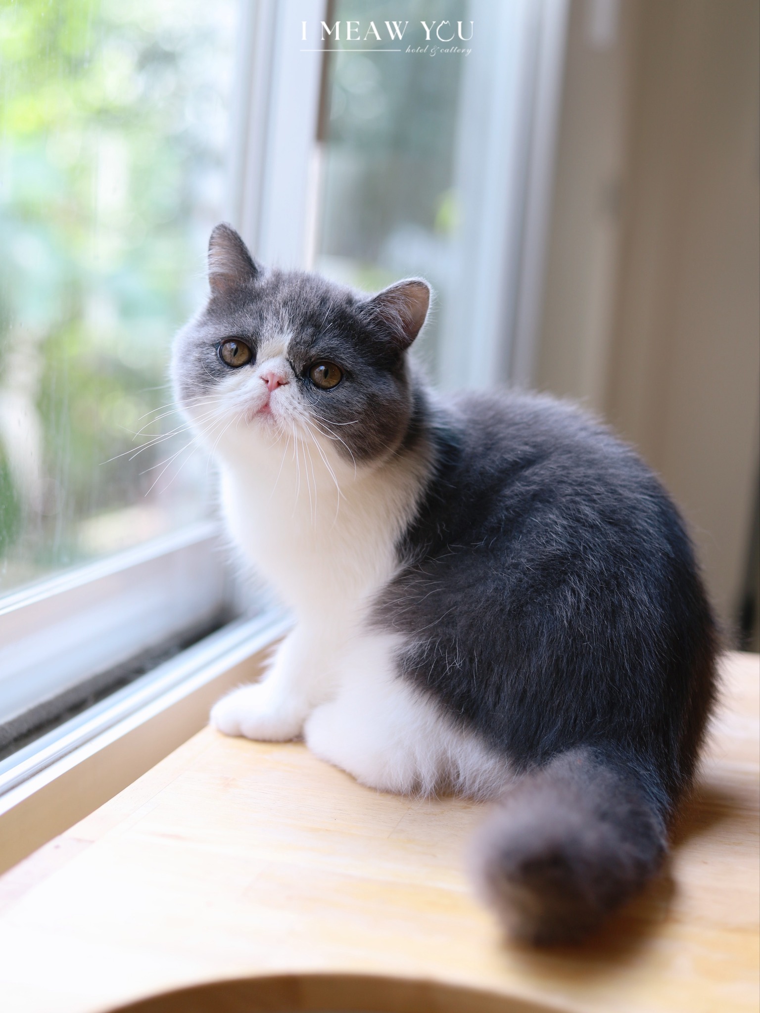 Exotic kitten