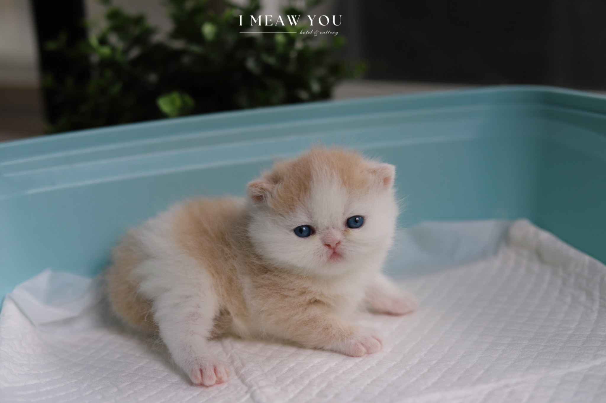 Exotic kitten