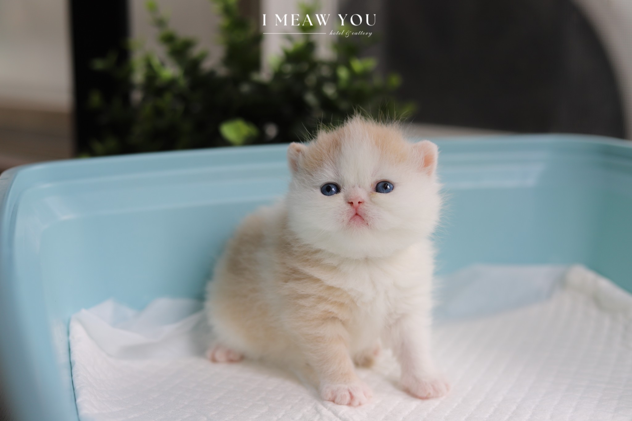 Exotic kitten