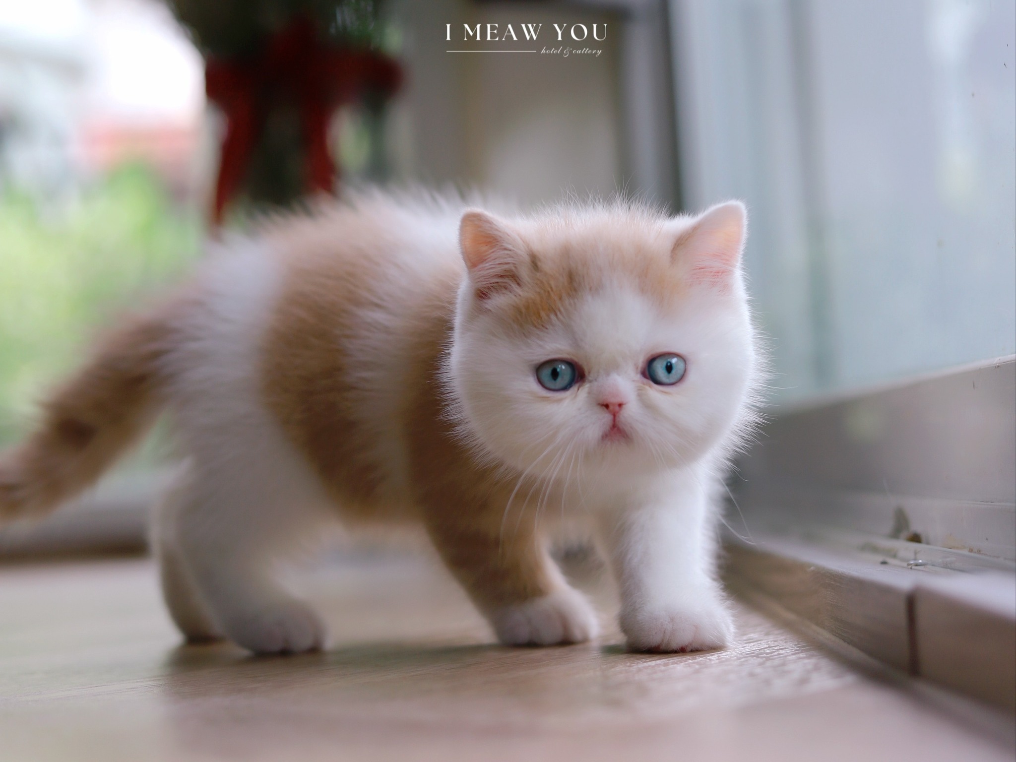 Exotic kitten