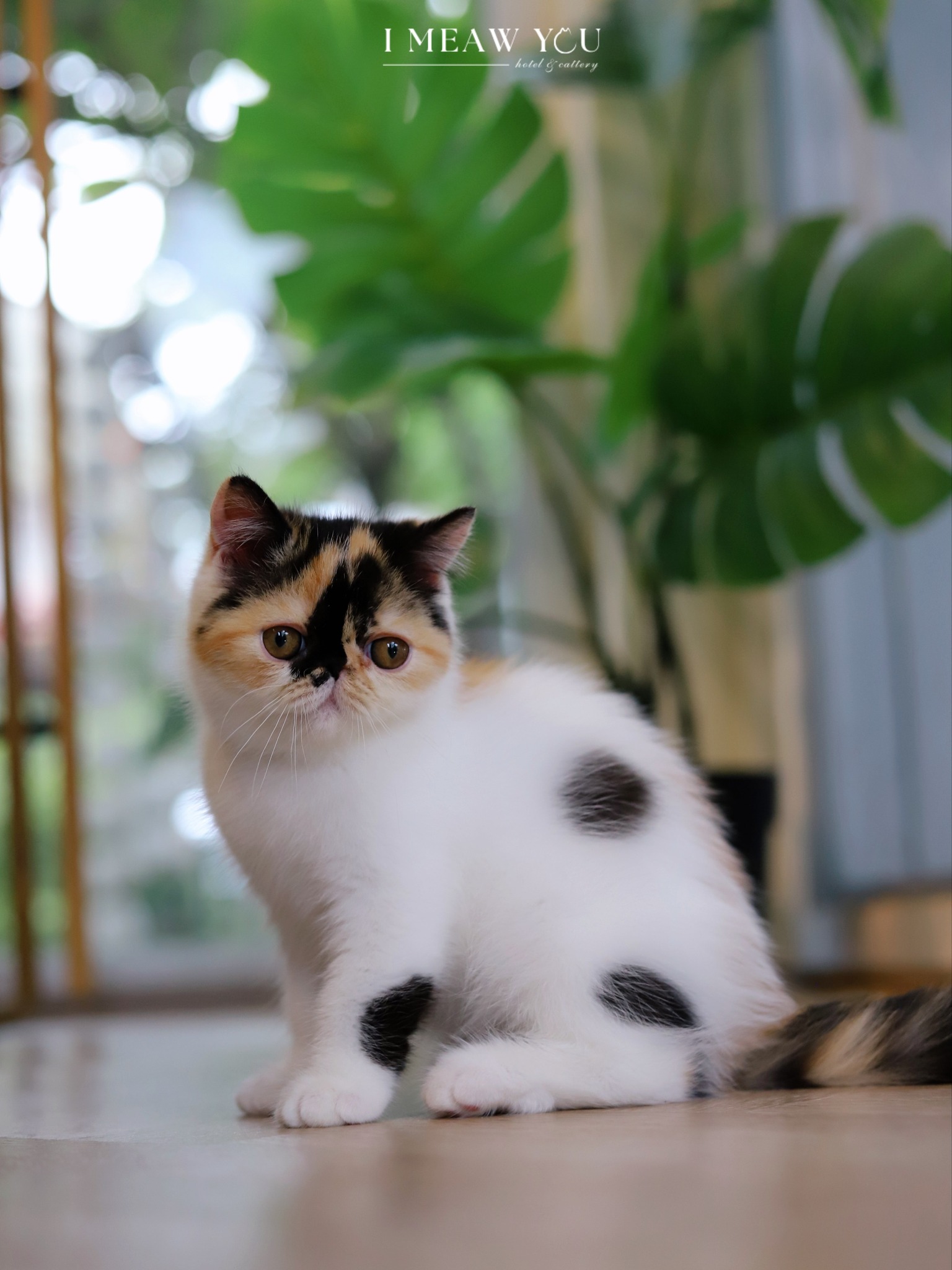 Exotic kitten