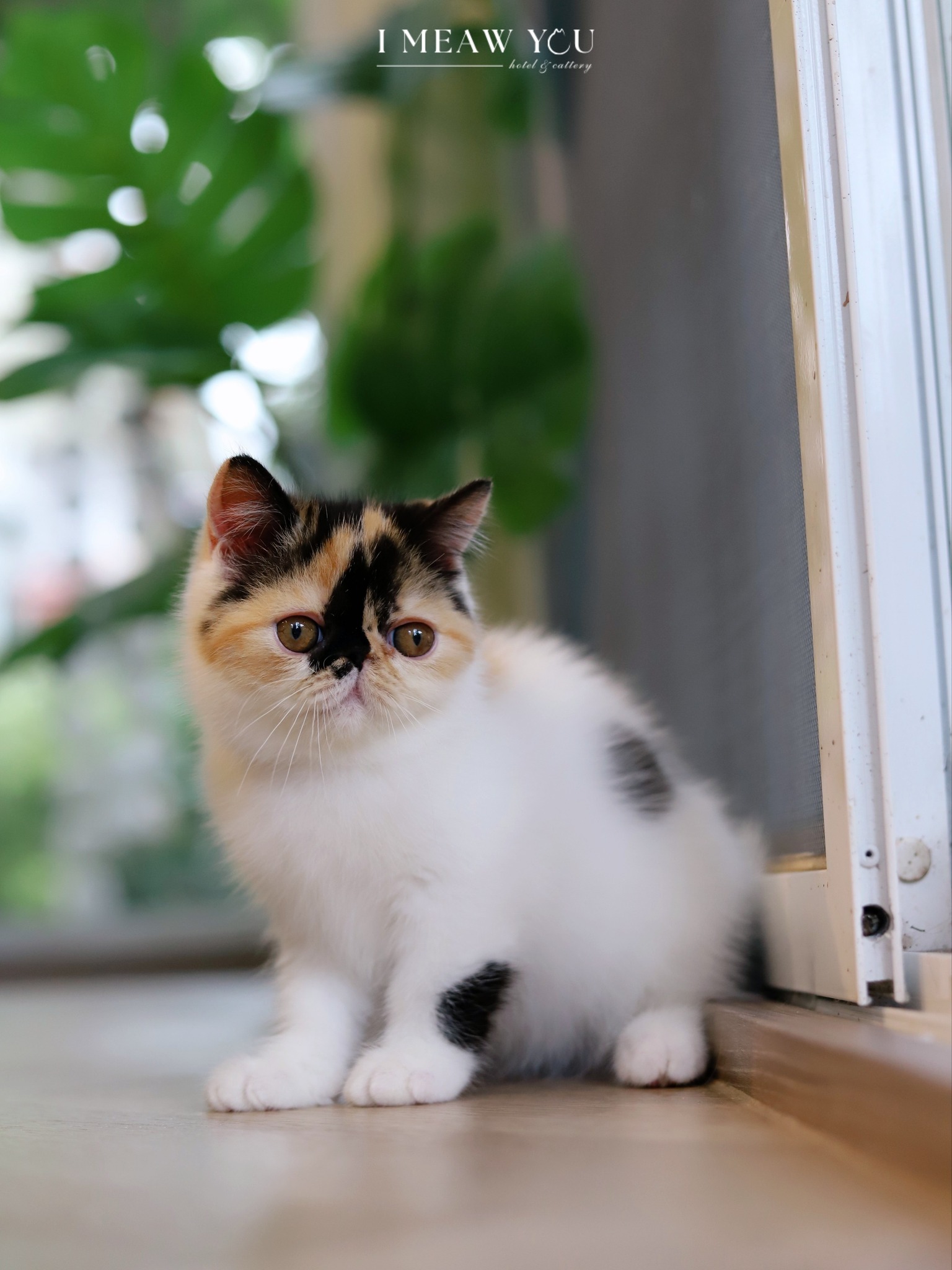 Exotic kitten