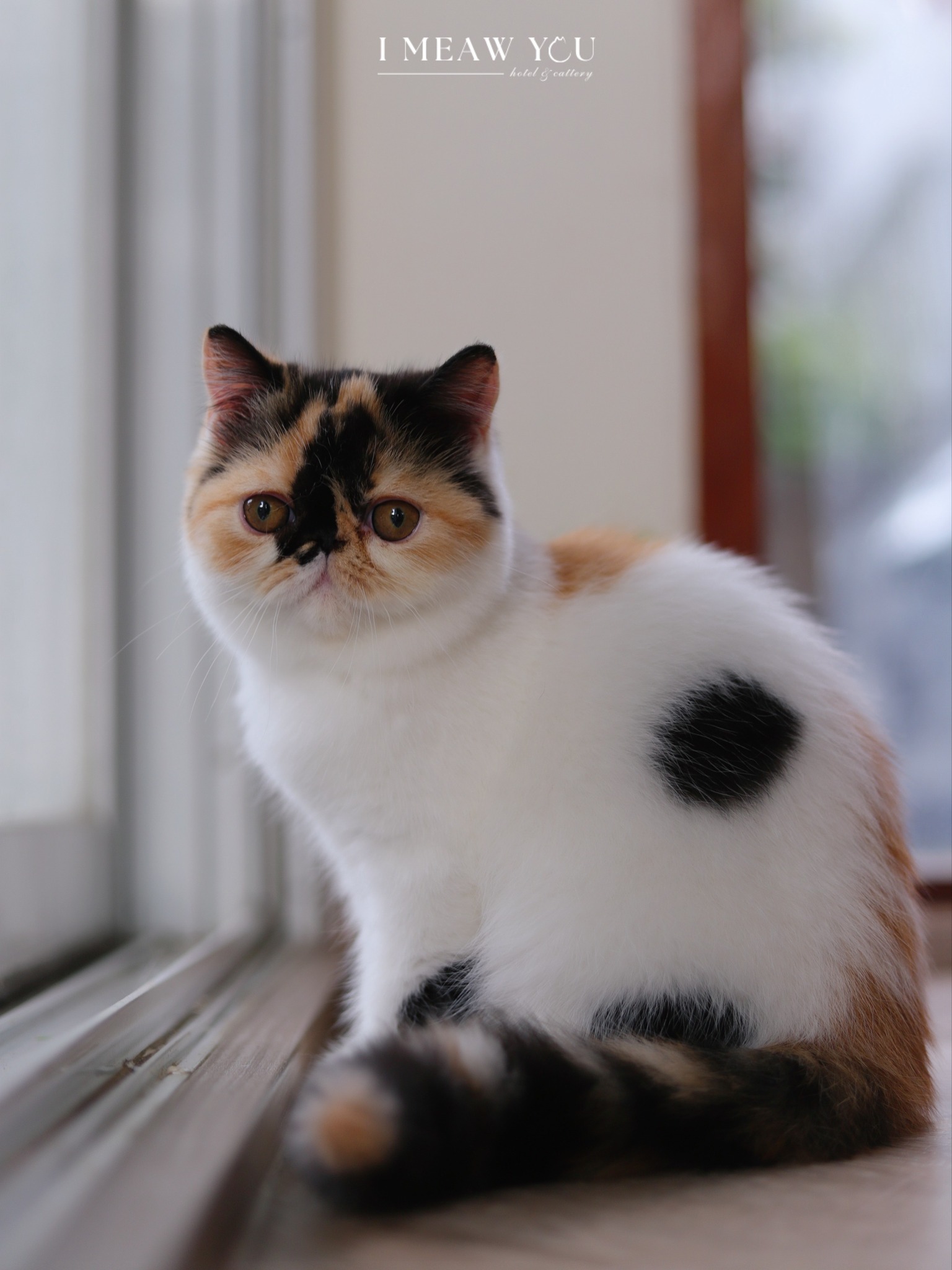Exotic kitten