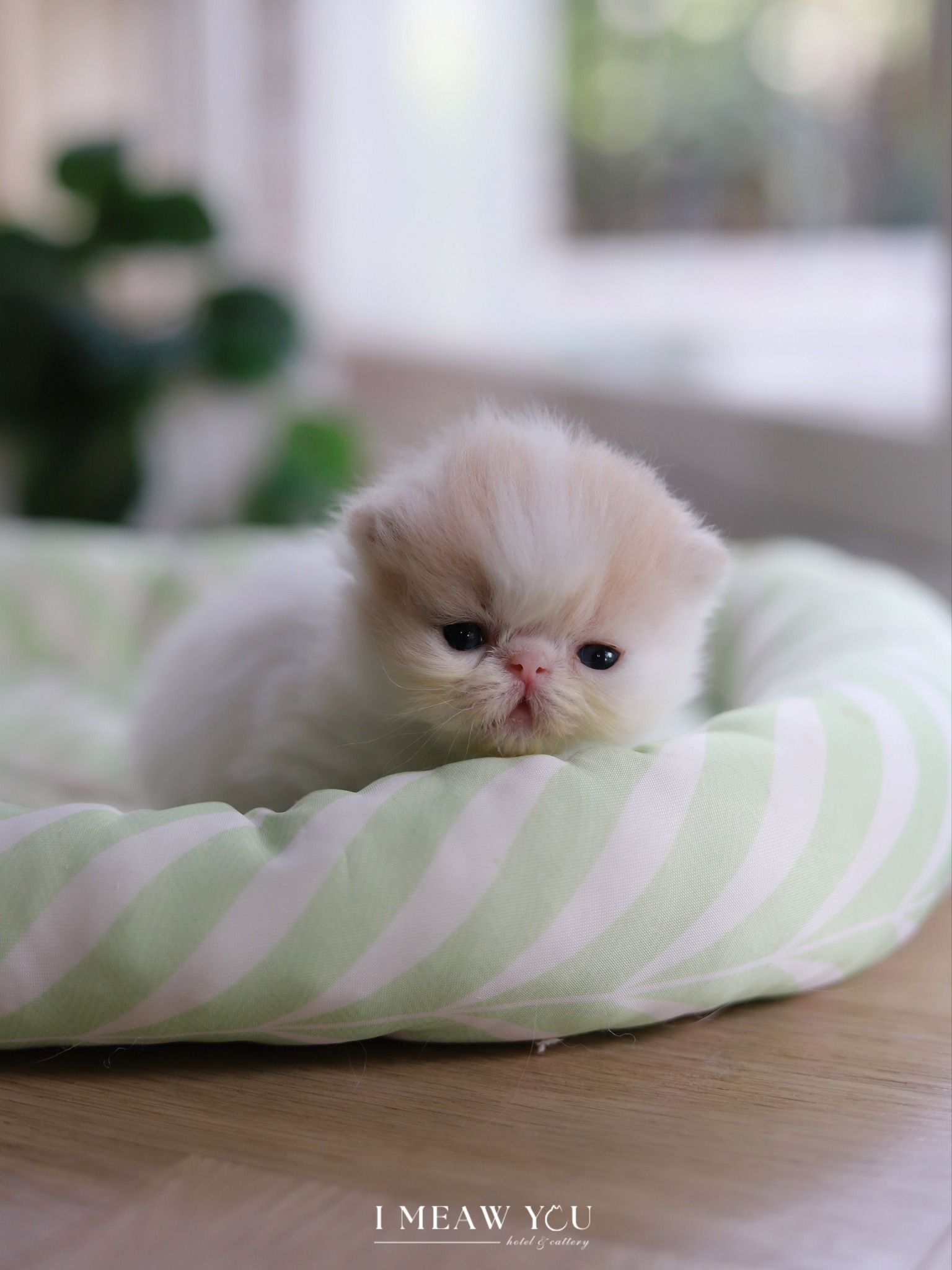 Exotic kitten