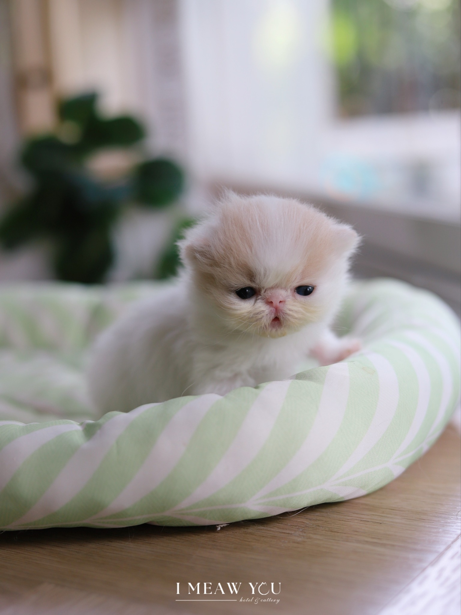 Exotic kitten