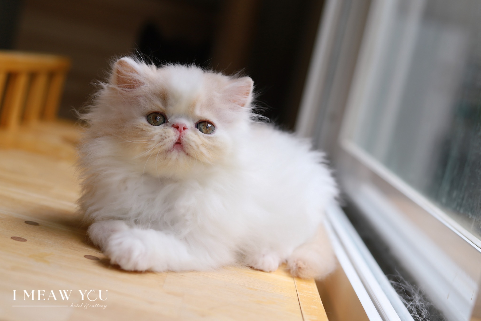 Exotic kitten