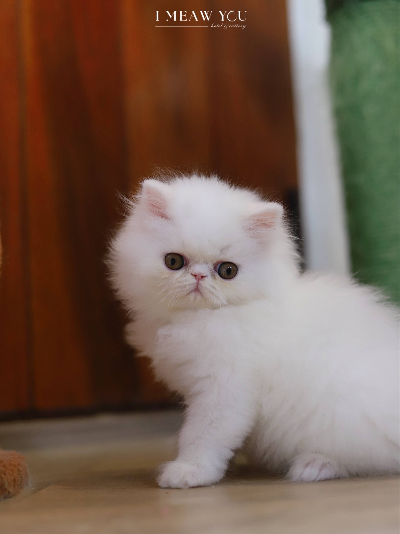 Persian kitten