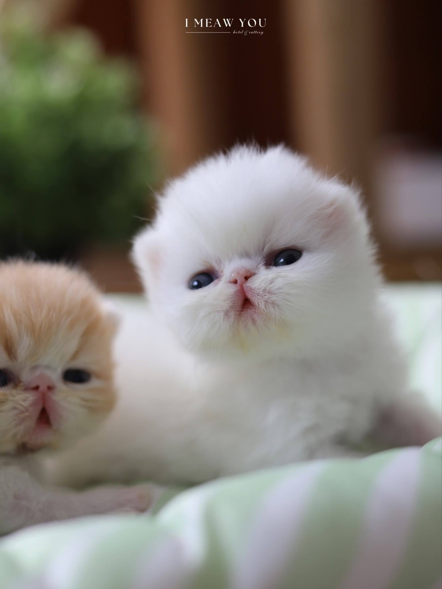 Persian kitten