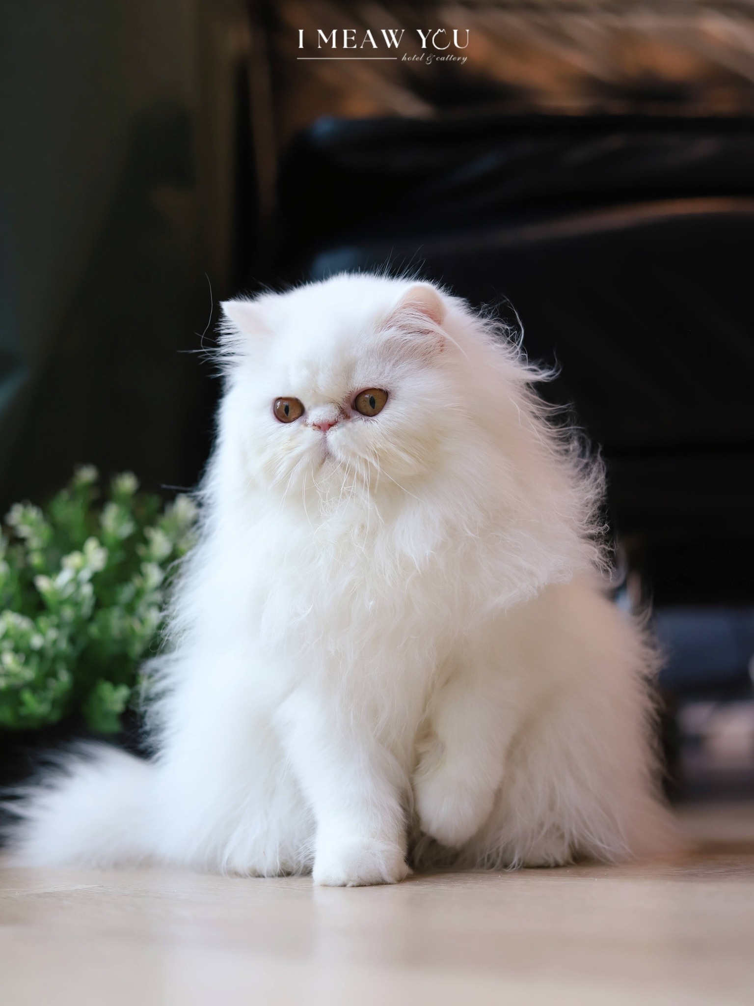 Persian kitten