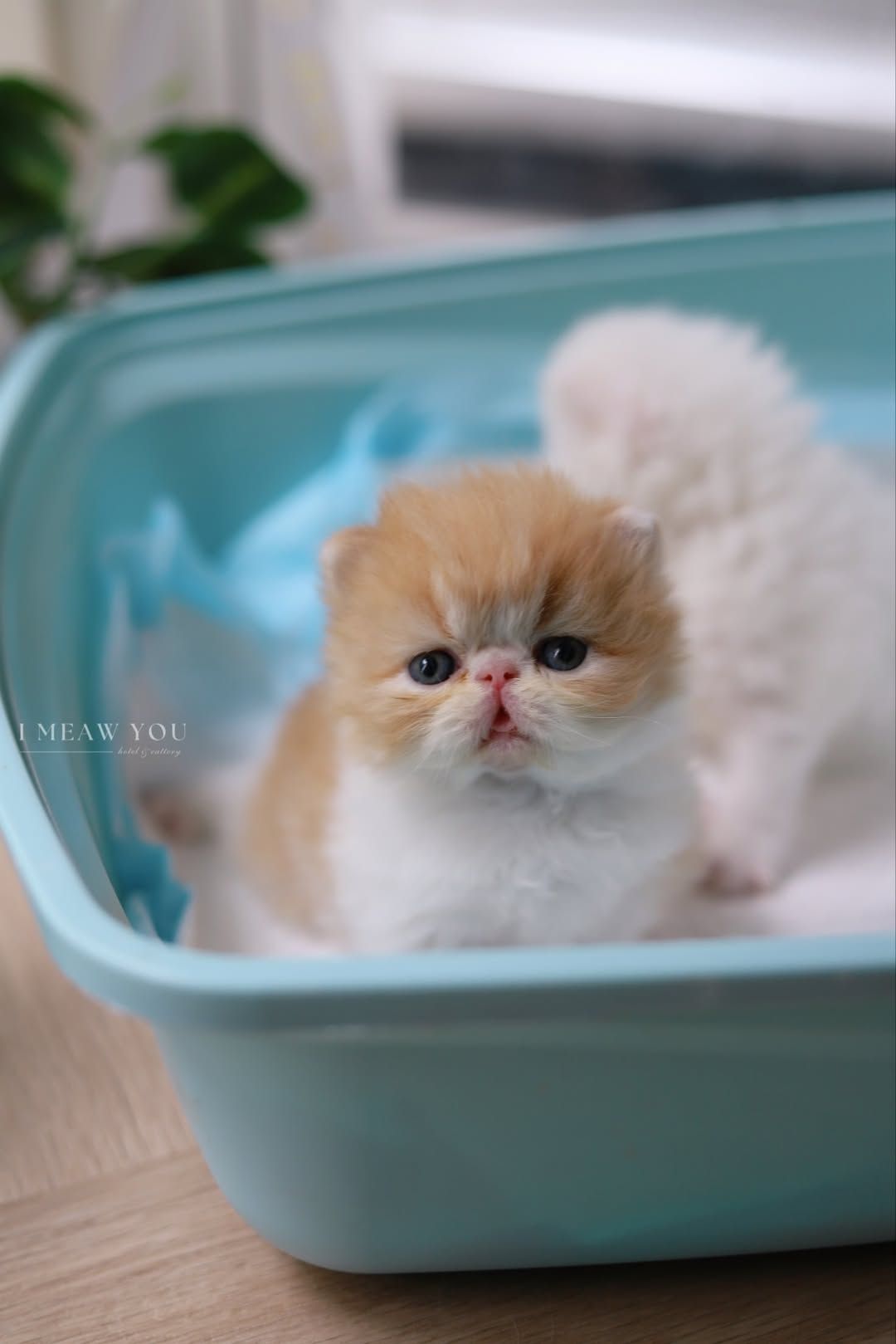 Persian kitten