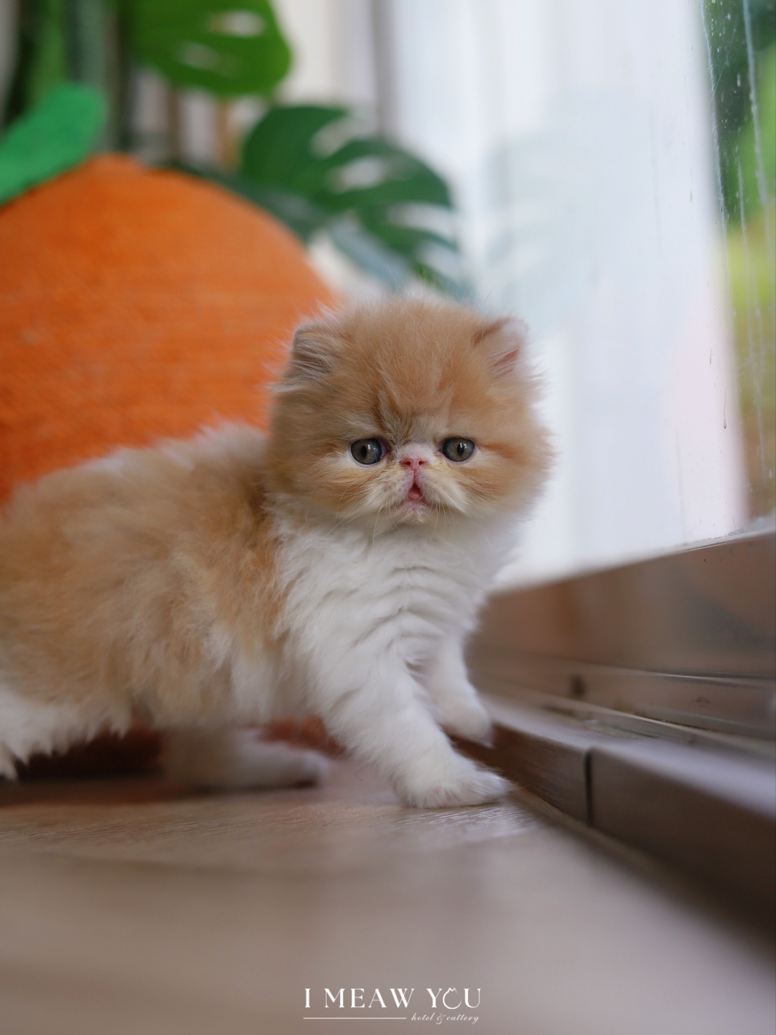 Persian kitten