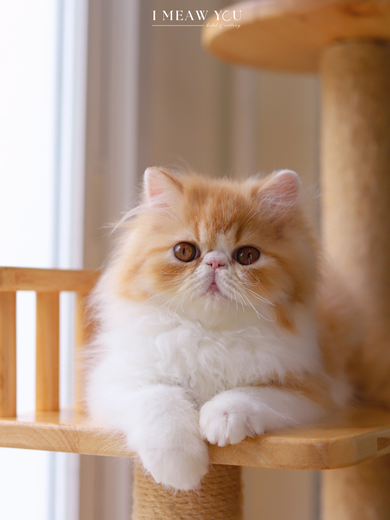Persian kitten