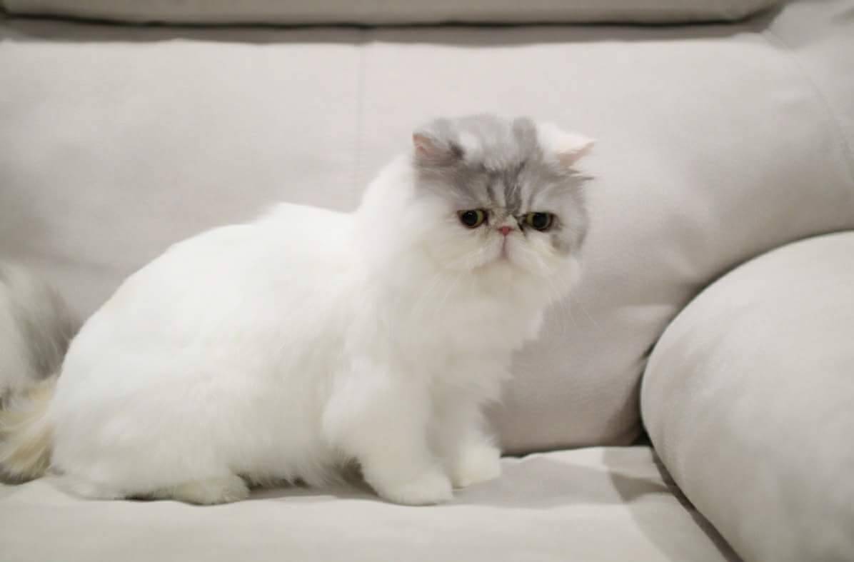 Numnimo Giselle